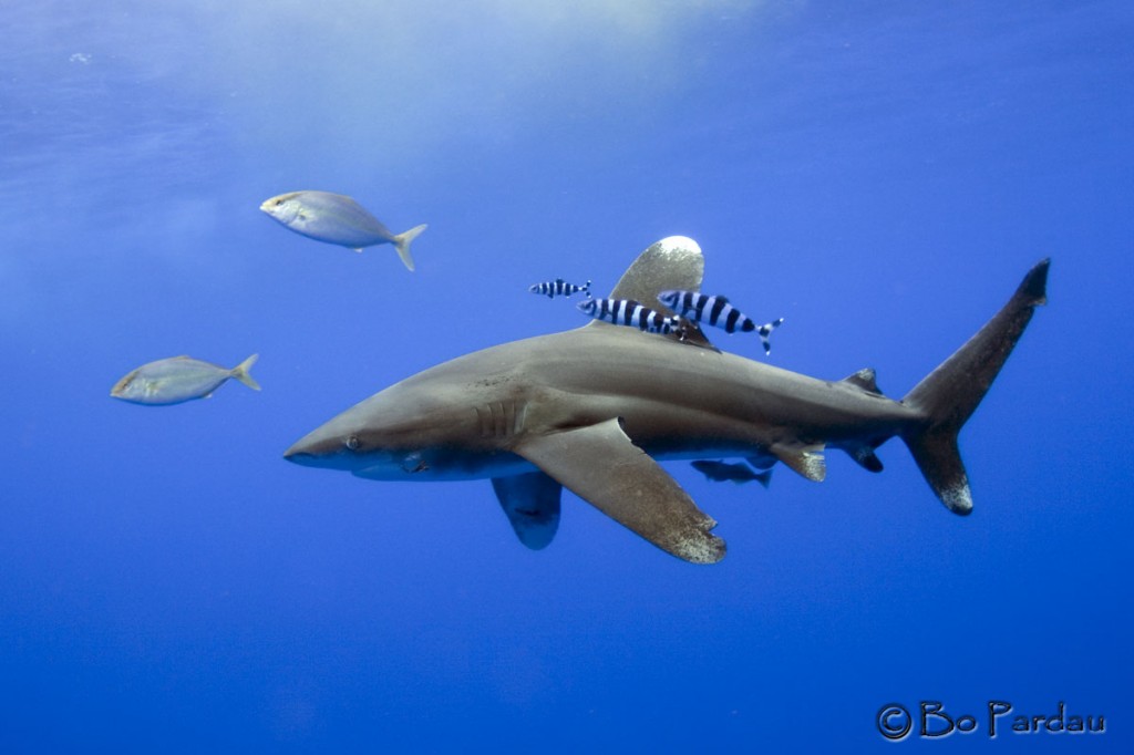 © Bo Pardau | We were free-diving 3 miles offshore in 7000 ft of water looking for the Oceanic Whitetip Sharks that accompany the Pilot Whales. Above us a fishing boat just brought in a tuna and killed it before bringing it on board. You can see the blood cloud in the water upper left. That really got the shark's attention....ours, too.
