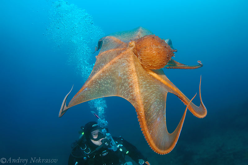 © Andrey Nekrasov | giant Pacific octopus or North Pacific giant octopus, (Enterocto