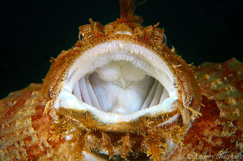 © Andrey Nekrasov | Sea Raven (Hemitripterus villosus) Japan sea, Far East, Primorsk