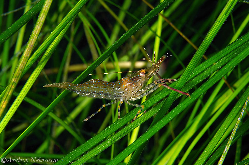 © Andrey Nekrasov | Northernn coastal shrimp (Heptacarpus Camtschaticus) Japan sea,