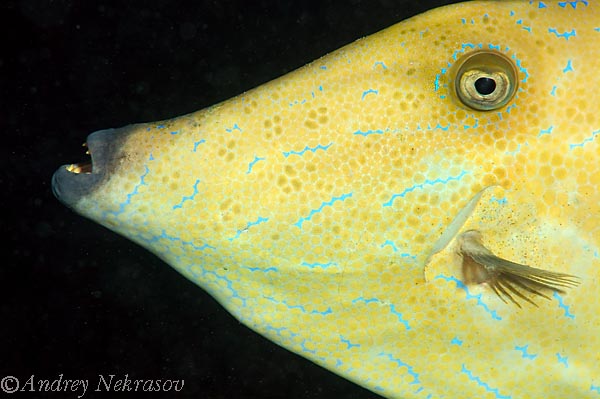 © Andrey Nekrasov | blue-lined leather-jacket unicornfish (Osbeckia scripta)