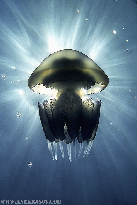 © Andrey Nekrasov | Jellyfish (Rhisostoma pulmo), Black sea, Ukraine