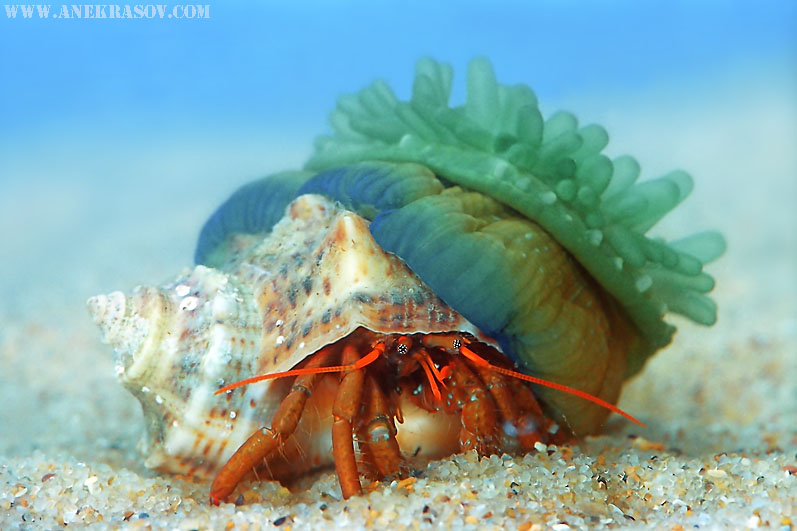 © Andrey Nekrasov | Hermit crab and anemone (Clibanarius erythropus and Actinia equi