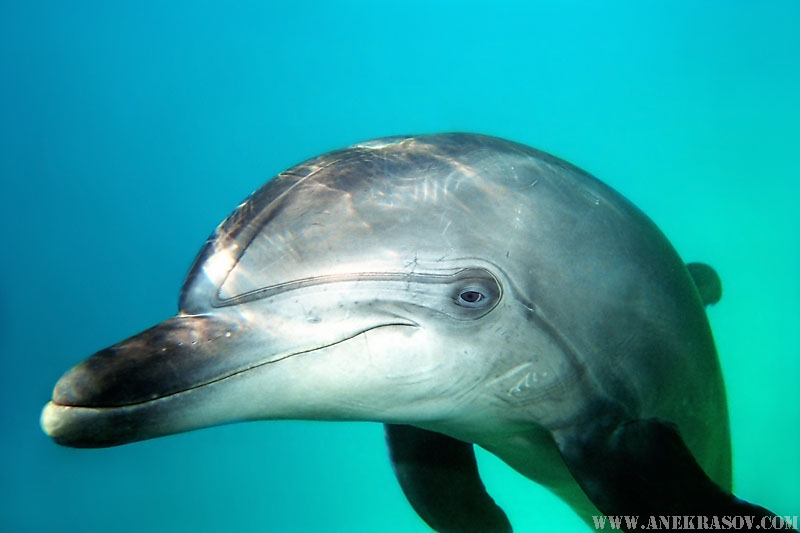 © Andrey Nekrasov | Bottlenose Dolphin (Tursiops truncatus), Black sea, Ukraine