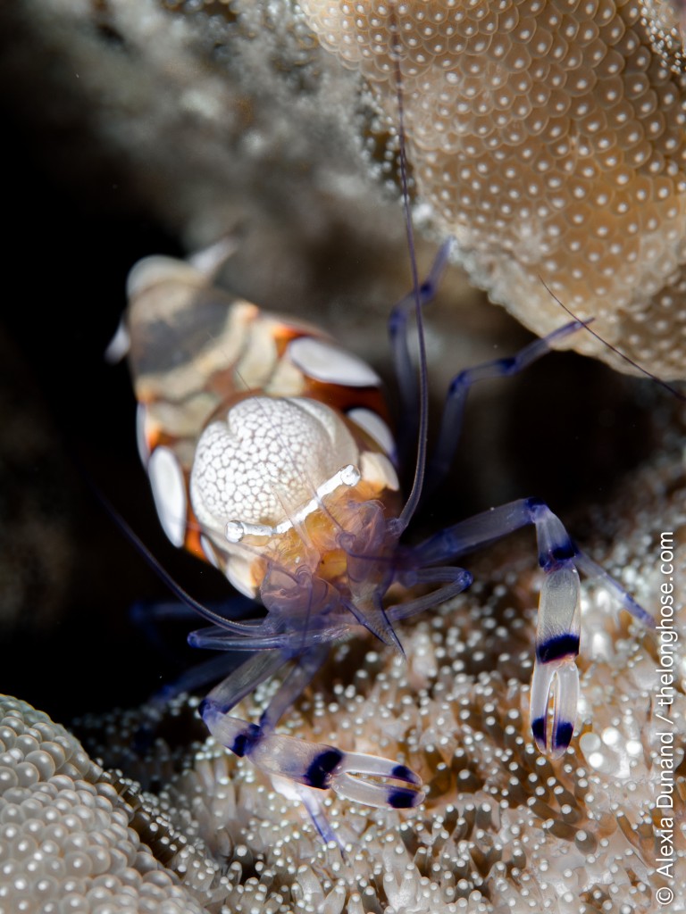 © Alexia Dunand | Popcorn shrimp. Red Sea