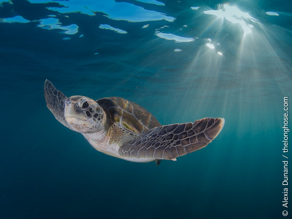 © Alexia Dunand | Green Sea Turtle. Endangered. Tenerife