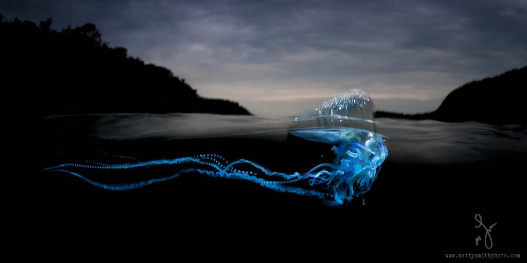 © Matthew Smith | A bluebottle over/under on a stormy morning, lit from underneath with two snooted strobes.