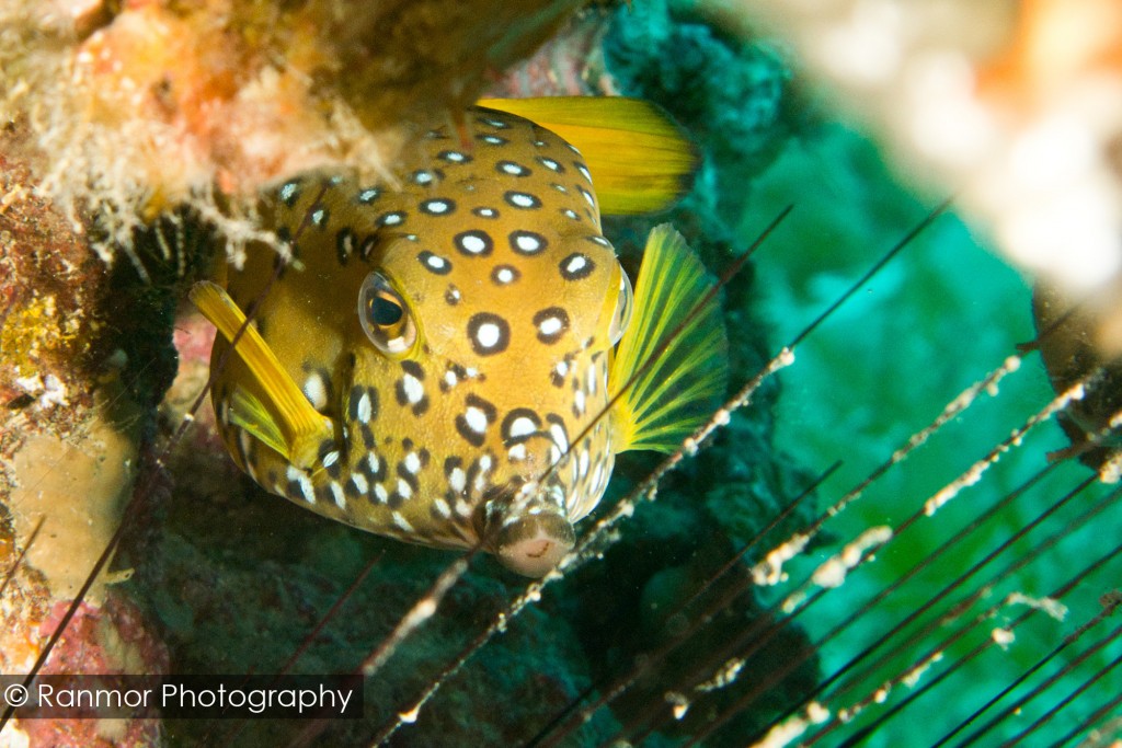 This Spotted Boxfish is surrounded by a frame created by corals and the Sea Urchin's spines.