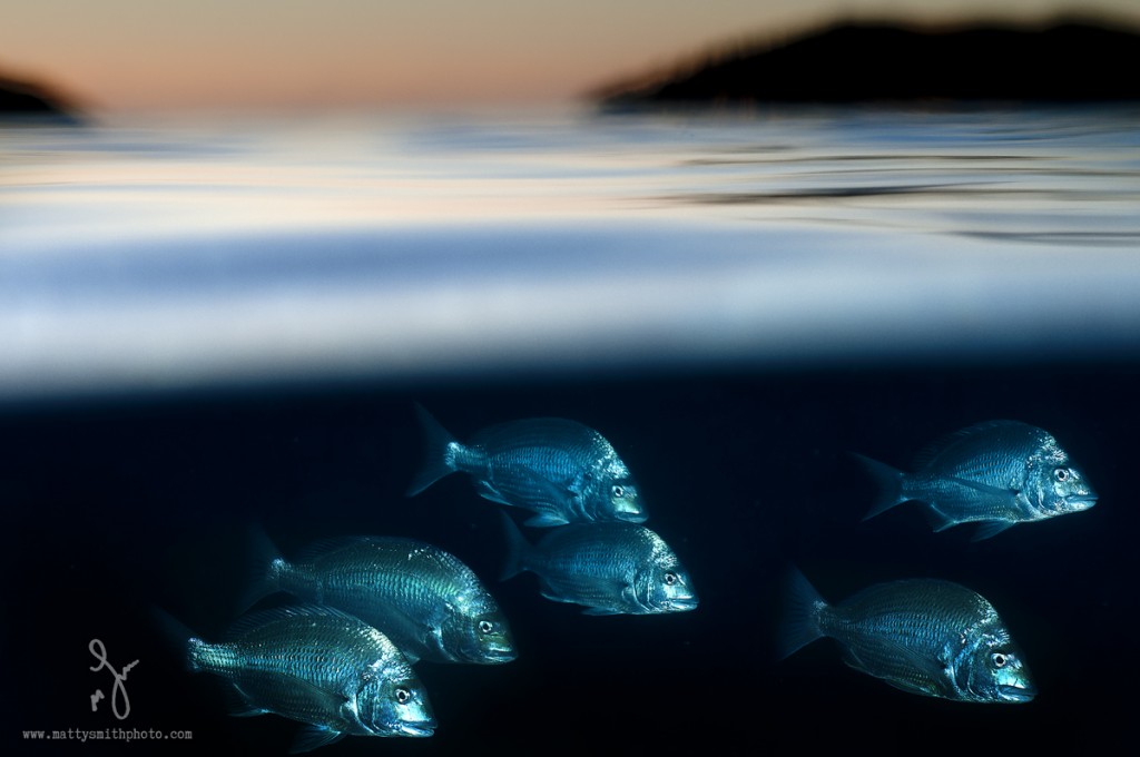 © Matthew Smith | I like to experiment with light and unconventional methods of photography sometimes. Often the cost is missing great images.... sometimes it pays off. Over/under of shoaling silver bream on a Nikon 50mm lens inside homemade 18” acrylic dome, lit with 2 substrobes with the power turned right down to retain detail in the fish, it’s easy to blow these highly reflective guys out!!