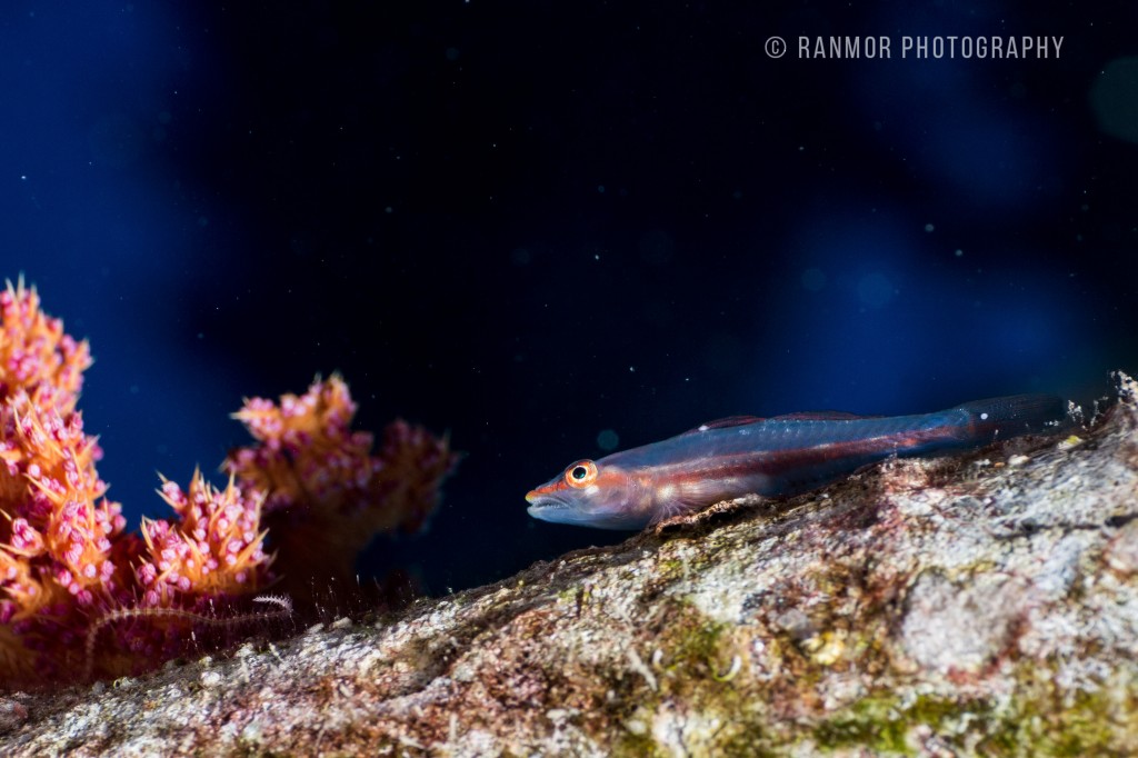 Tamron 60 UW_0059