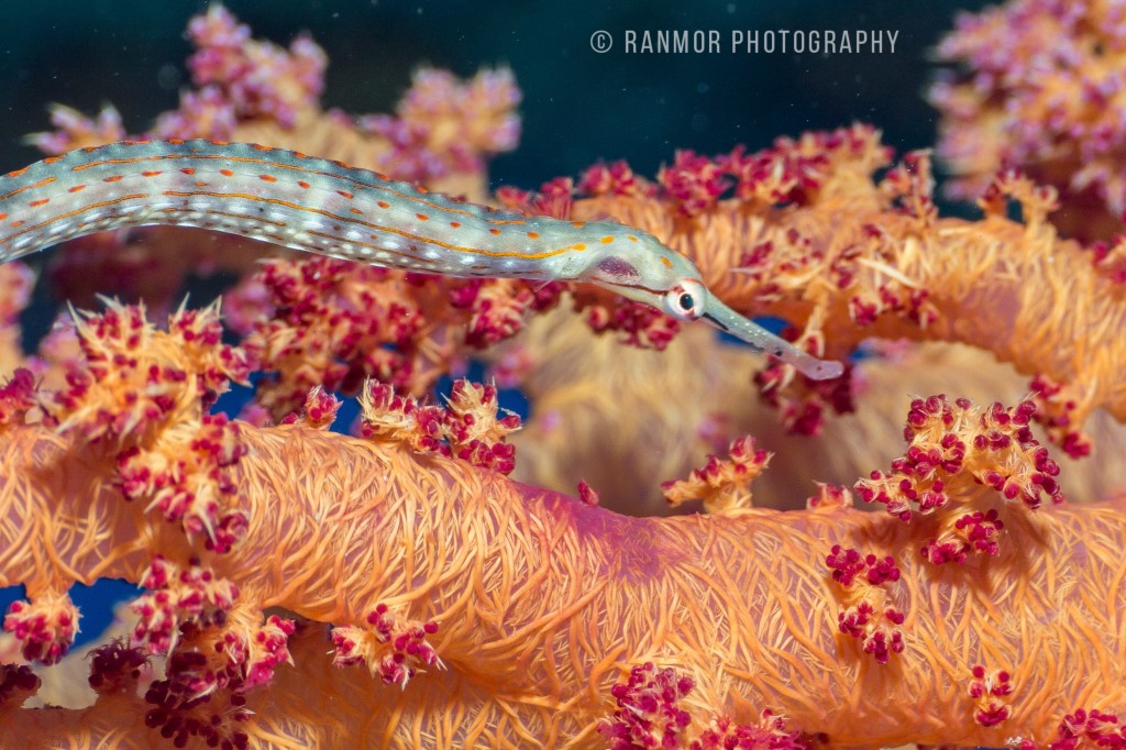Tamron 60 UW_0066