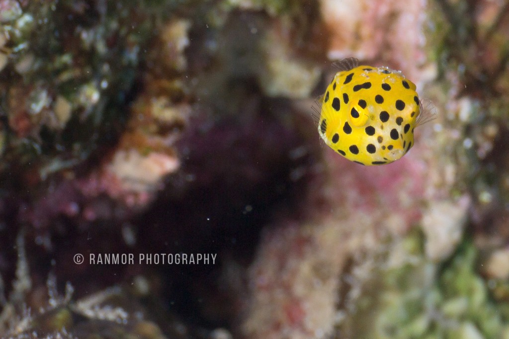 Tamron 60 UW_0098