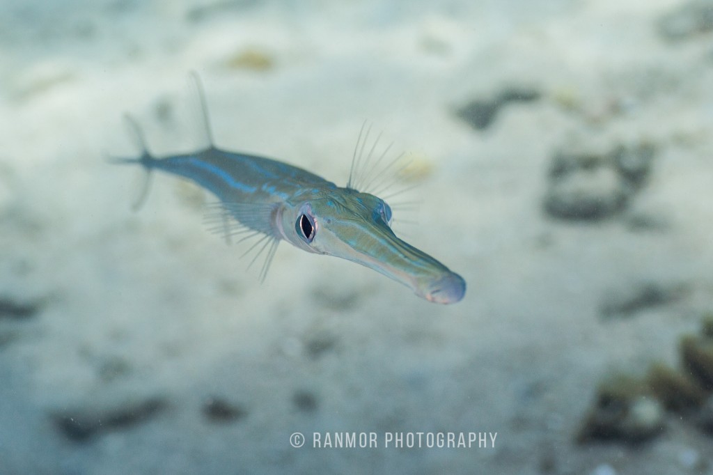 Tamron 60 UW_0166