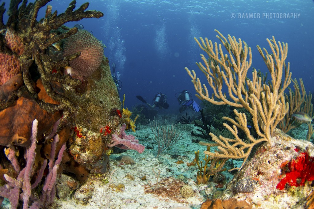 Paraiso Reef, Cozumel