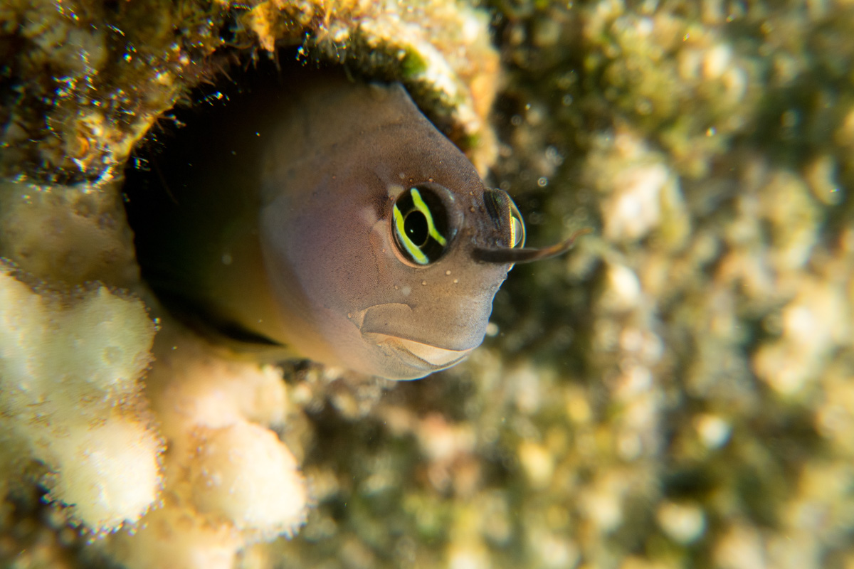 G7X Macro shot of Blenny. Taken with a Fantasea SharpEye +4 stacked with an Inon UCL-165.