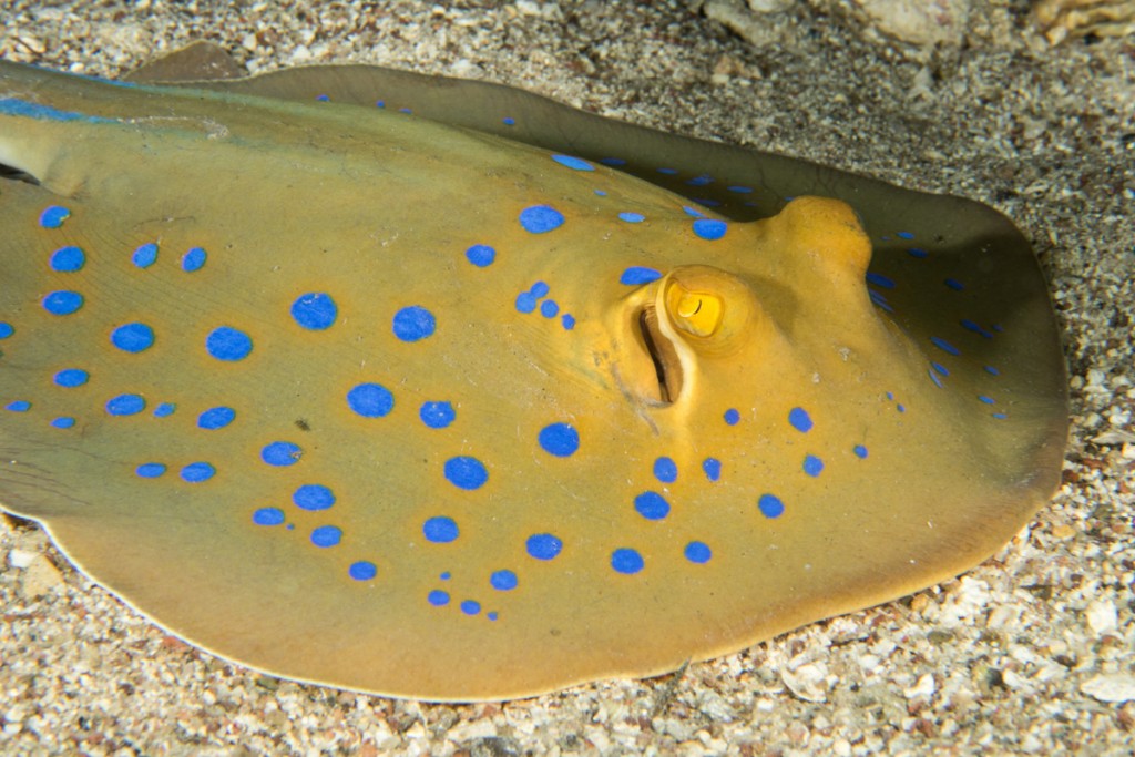 Canon G7X Underwater - Close up of Blue Spotted Stingray.