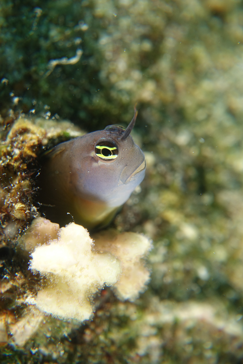 RX100 III Macro shot of Blenny, taken with a Fantasea SharpEye +4 stacked with an Inon UCL-165.