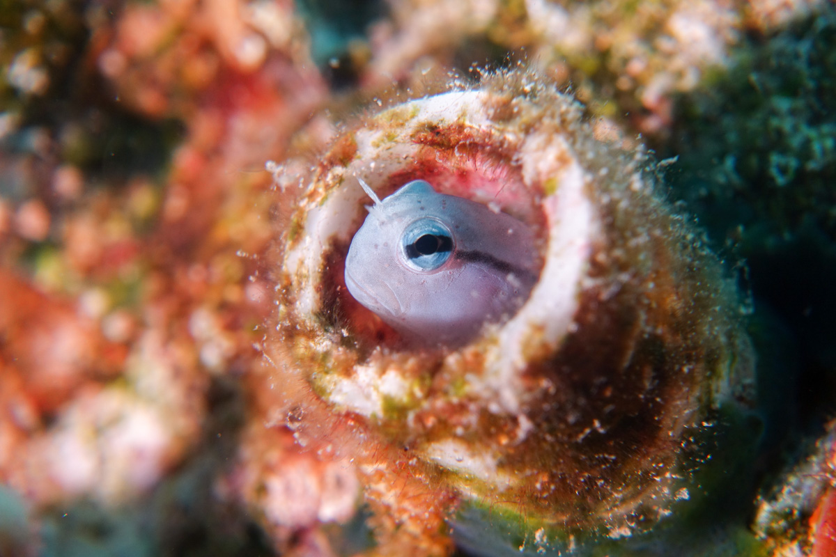 RX100 III Macro shot of Blenny, taken with a Fantasea SharpEye +4 stacked with an Inon UCL-165.