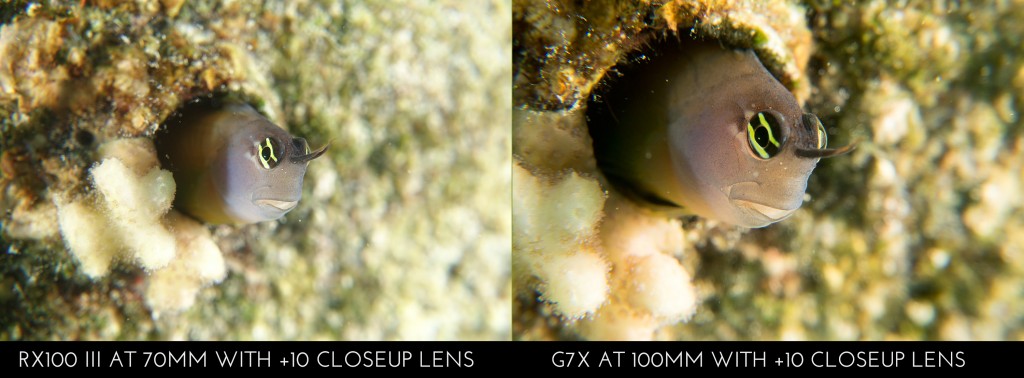 Sony RX100 III vs Canon G7X - Full zoom macro shot comparison