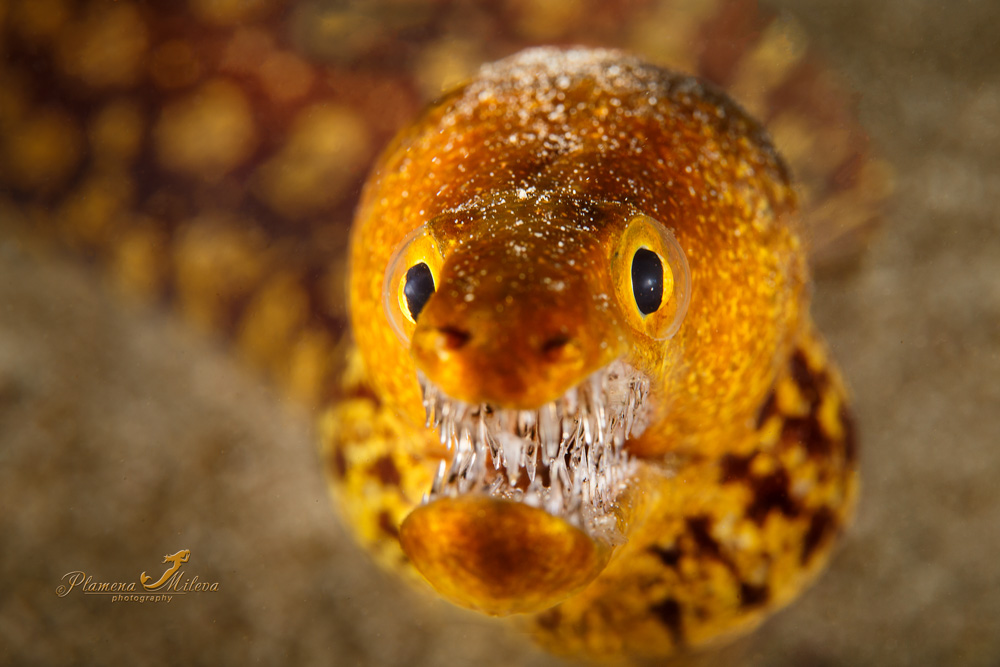 © Plamena Mileva | Fangtooth Moray or Tiger Moray This Tiger Moray or Fangtooth Moray is distinctive for its bright colours and elongated jaw, which is filled with a large number of long “glasslike” teeth. It can reach up to 120 cm in length  