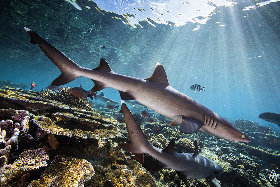 © Allen Walker | The Shallows White Tip Reefsharks on Shark Reef in Fiji - one of the healthiest reef systems I have seen.