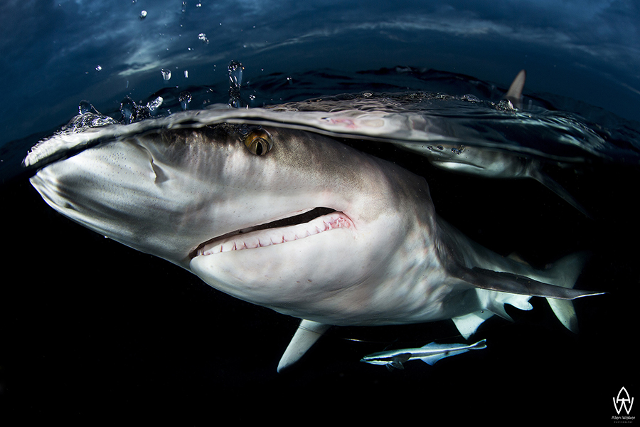 © Allen Walker | Crazy Face The photograph, Crazy Face, was taken off Aliwal Shaol at a spot known as Shark Park in South Africa. The intention of for this project was to capture a black tip shark up close and personal and to show that these are not mindless predators, it also shows that we are able to interact with these animals in close quarters and be perfectly safe, obviously this requires a good understanding of the animal and its environment - Knowledge of sharks and their biology and ecology is vital to our understanding of the oceans. The sharks position in the ecosystem as apex predators mean that they regulate the species below them. Without them these species would proliferate and cause imbalances in the cycle of marine life. A better understanding of sharks and the marine eco-system is required if we are to successfully manage our marine resources. The serious decline in shark numbers around the world will and is already having a major effect on the oceans eco systems, which are so vital to humanities survival.