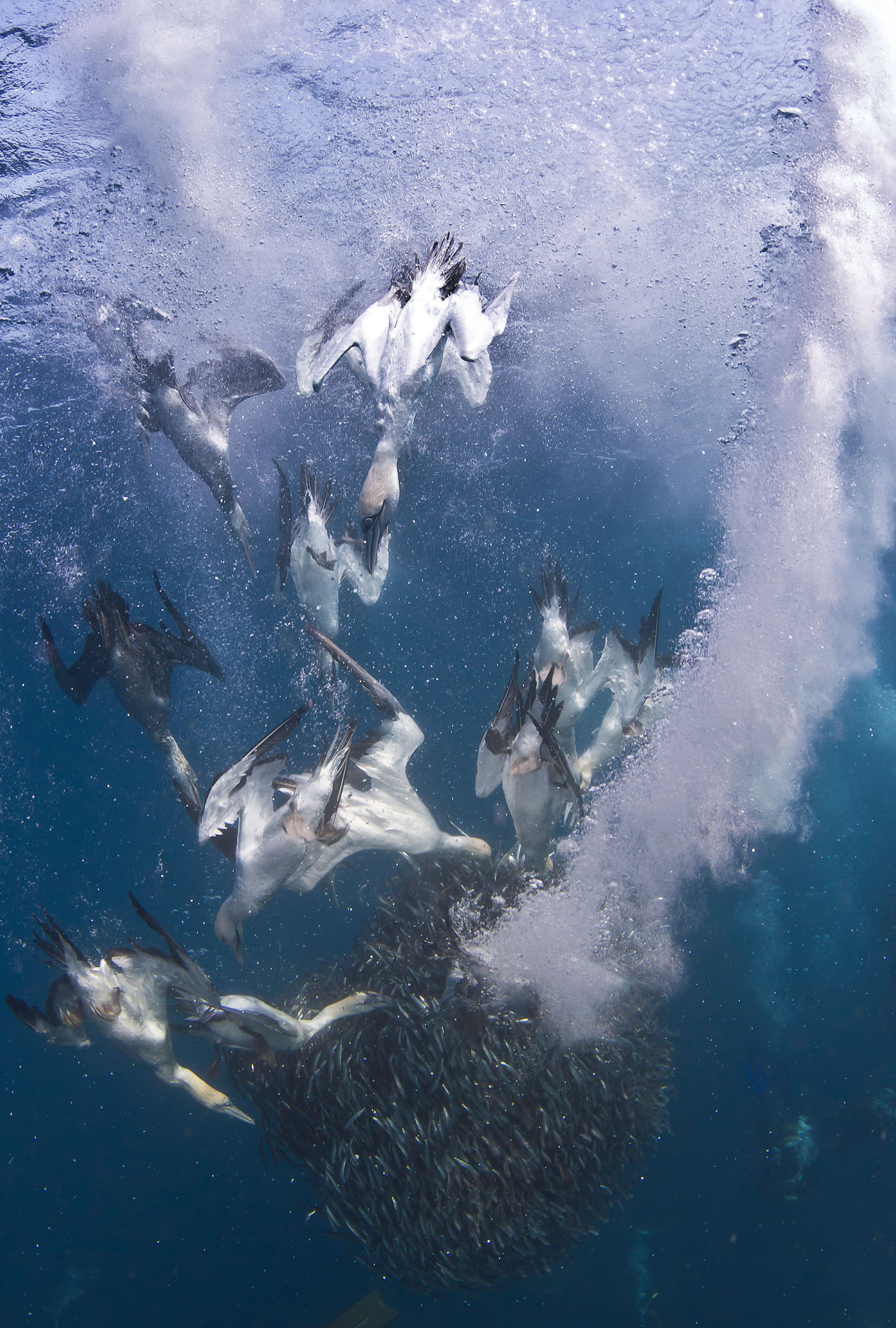 © Allen Walker | Gannet Attack Cape Gannets are supremely adapted to surving on and in the ocean, sometimes diving down up to 15m underwater to feed on bait balls formed by ocean predators like dolphins and sharks.