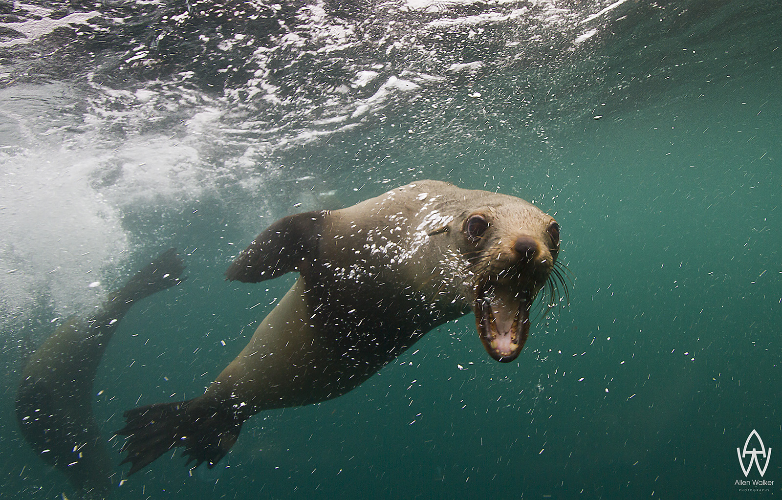 © Allen Walker | Attitude Cape Fur Seal letting me know whos boss in these waters with their typical challenges.