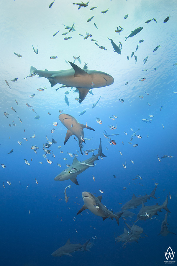 © Allen Walker | Zig Zag Fiji's famous bull sharks doing some synchronised swimming for me ;)