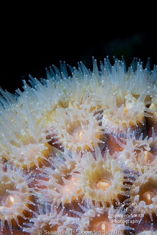 © Susannah H. Snowden-Smith | Coral polyps at night.