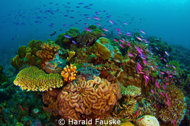 © Harald Fauske | School of fish passing over the coral reef, Sogod Bay 