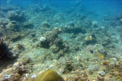 Degraded Reef Photo credit: Julia Herbolsheimer, 2015