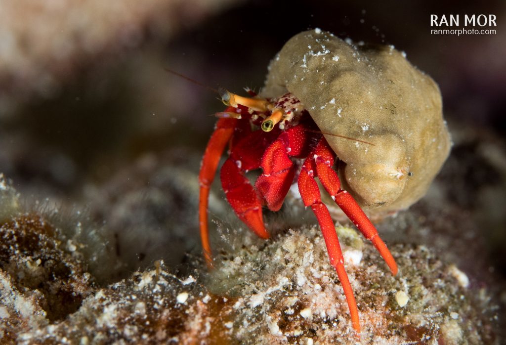 Tiny Red Hermit Crab, Bonaire