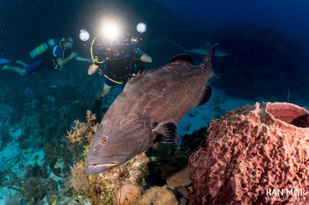 Diver taking a photo of a Black Grouper, Gardens of the Queen, Cuba