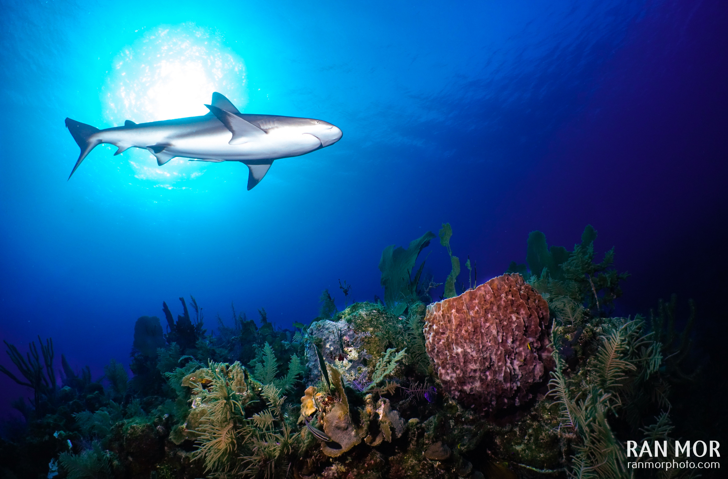 Caribbean Reef Shark in Gardens of the Queen - Sony RX100 Mark V Underwater