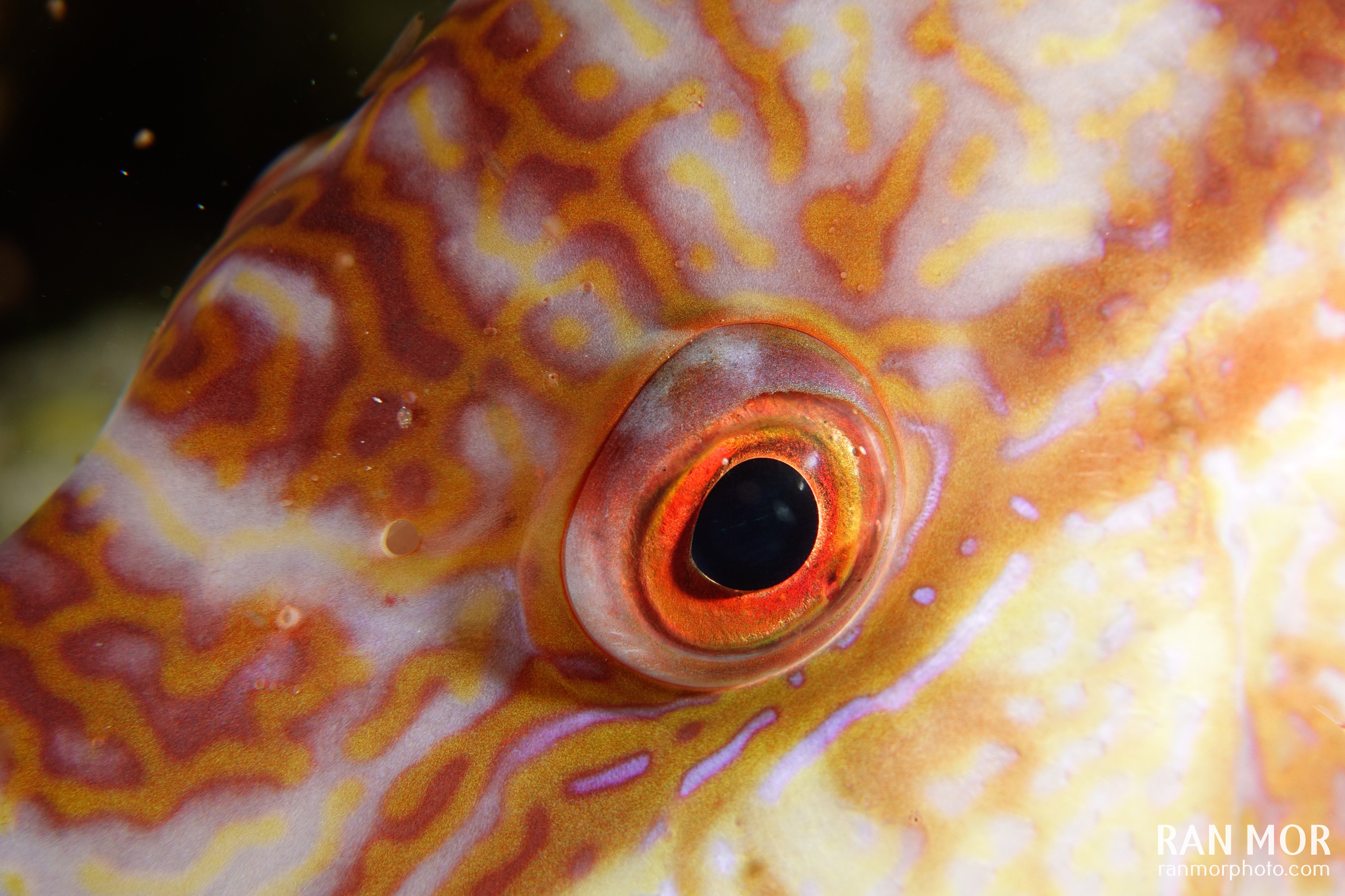 Hogfish closeup in Gardens of the Queen - Sony RX100 Mark V Underwater