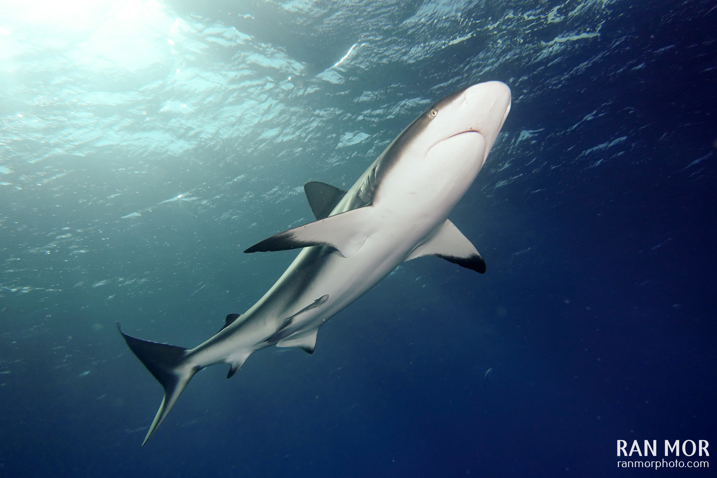 Caribbean Reef Shark in Gardens of the Queen - Sony RX100 Mark V Underwater