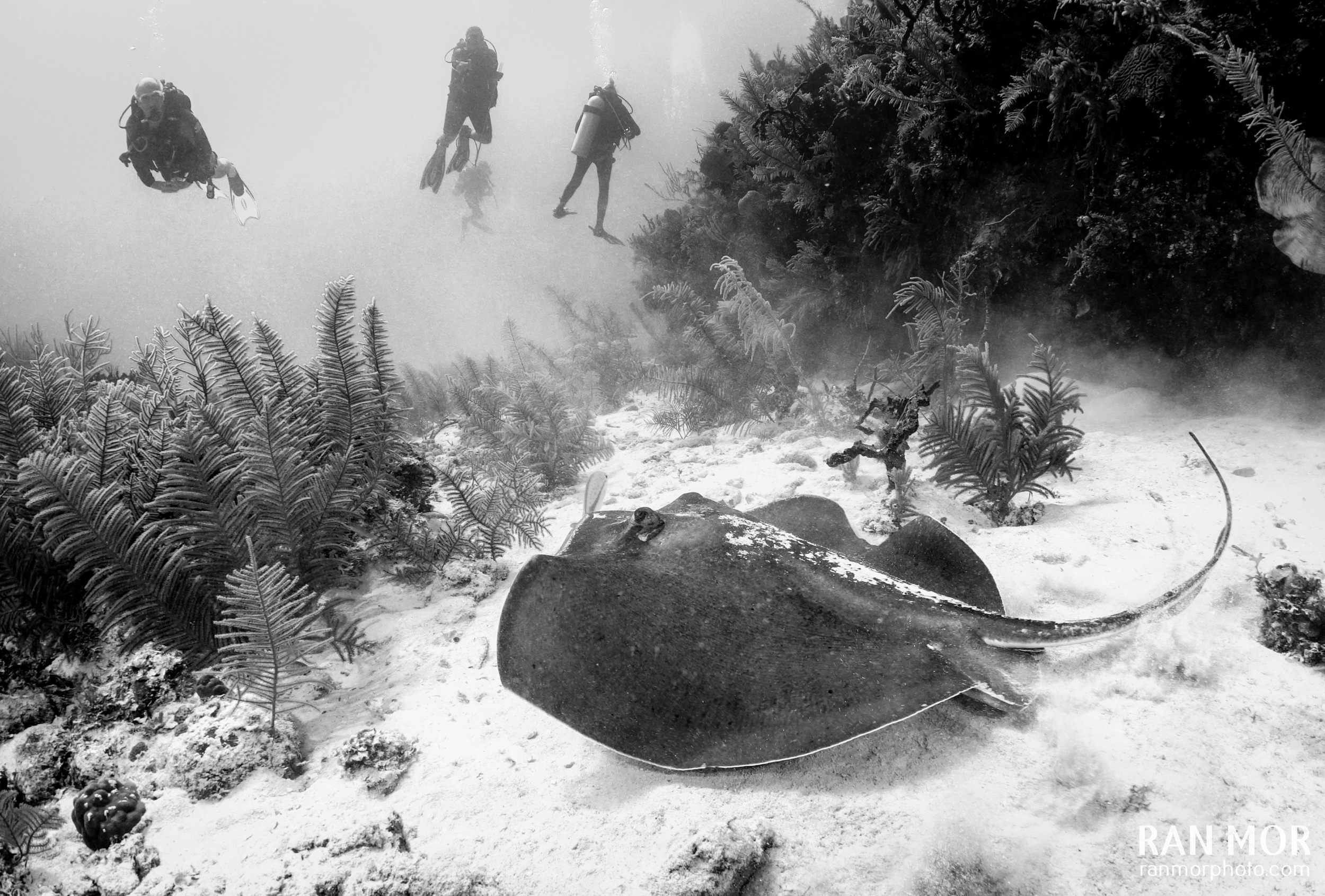 Stingray in Gardens of the Queen, Cuba