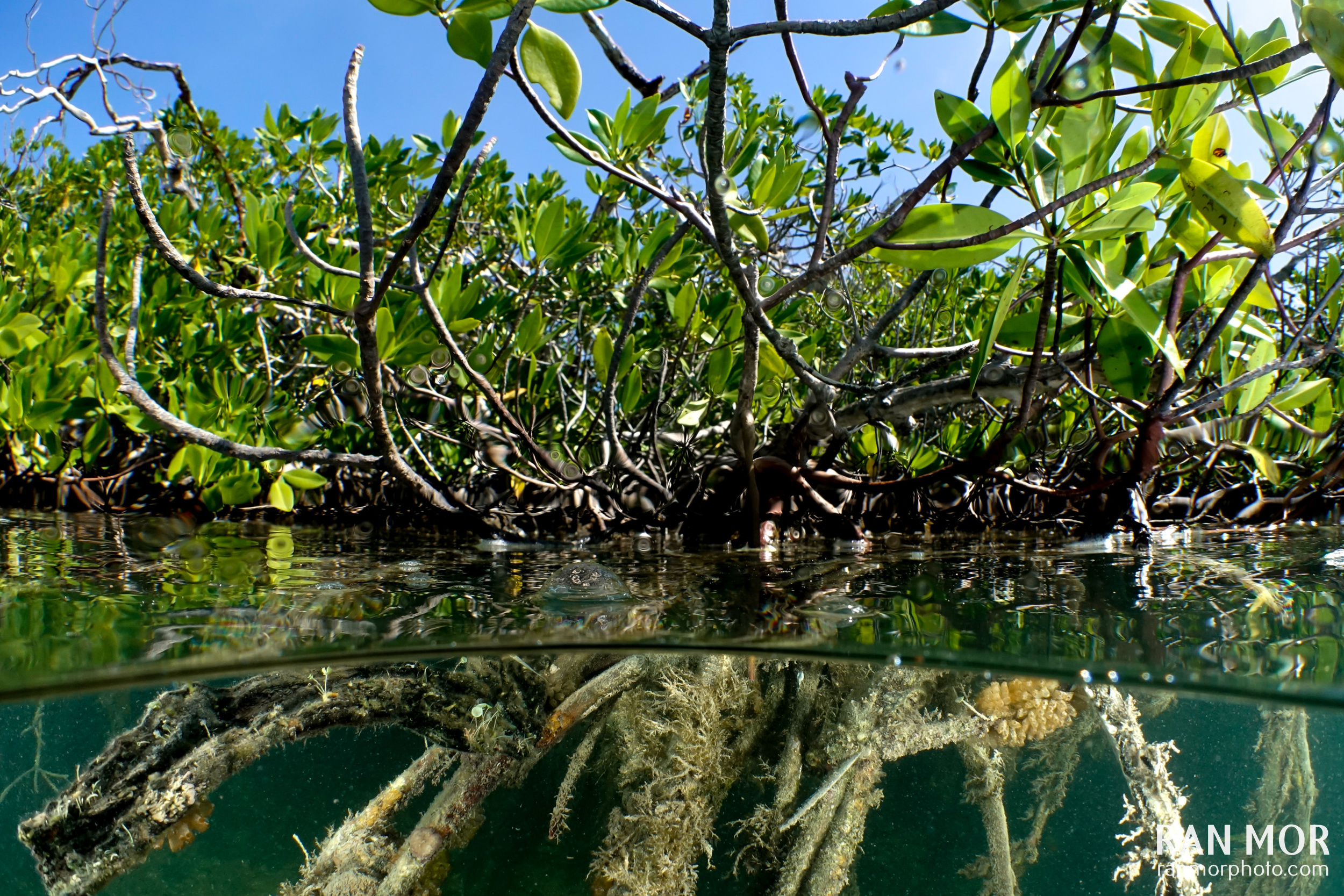 Mangroves in Gardens of the Queen - Sony RX100 Mark V Underwater