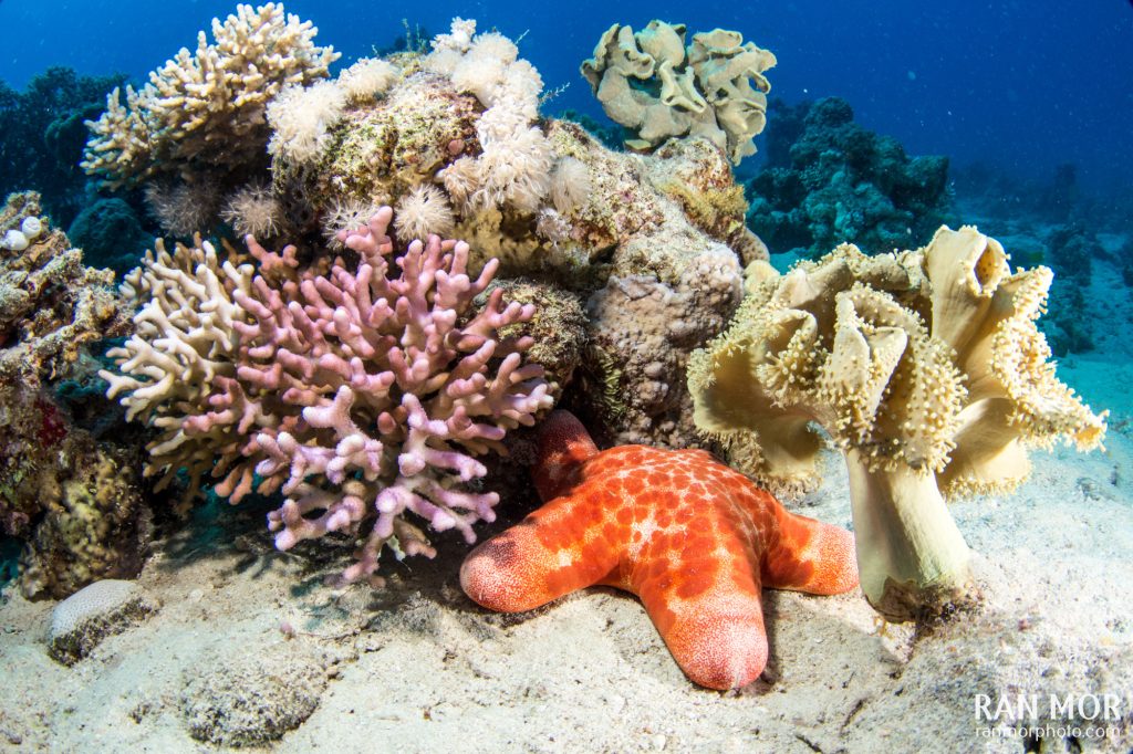 Red Sea, Starfish
