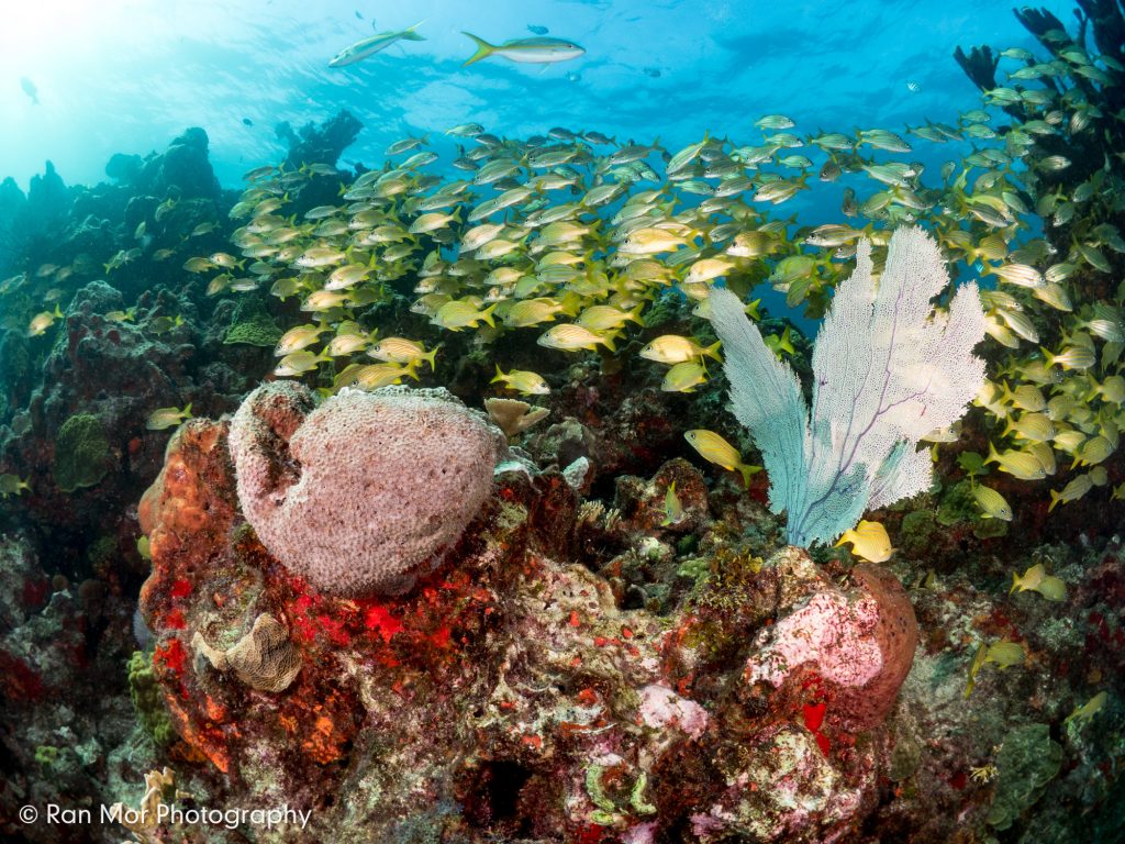 Isla Mujeres, Mexico, Wide Angle Coral Reef