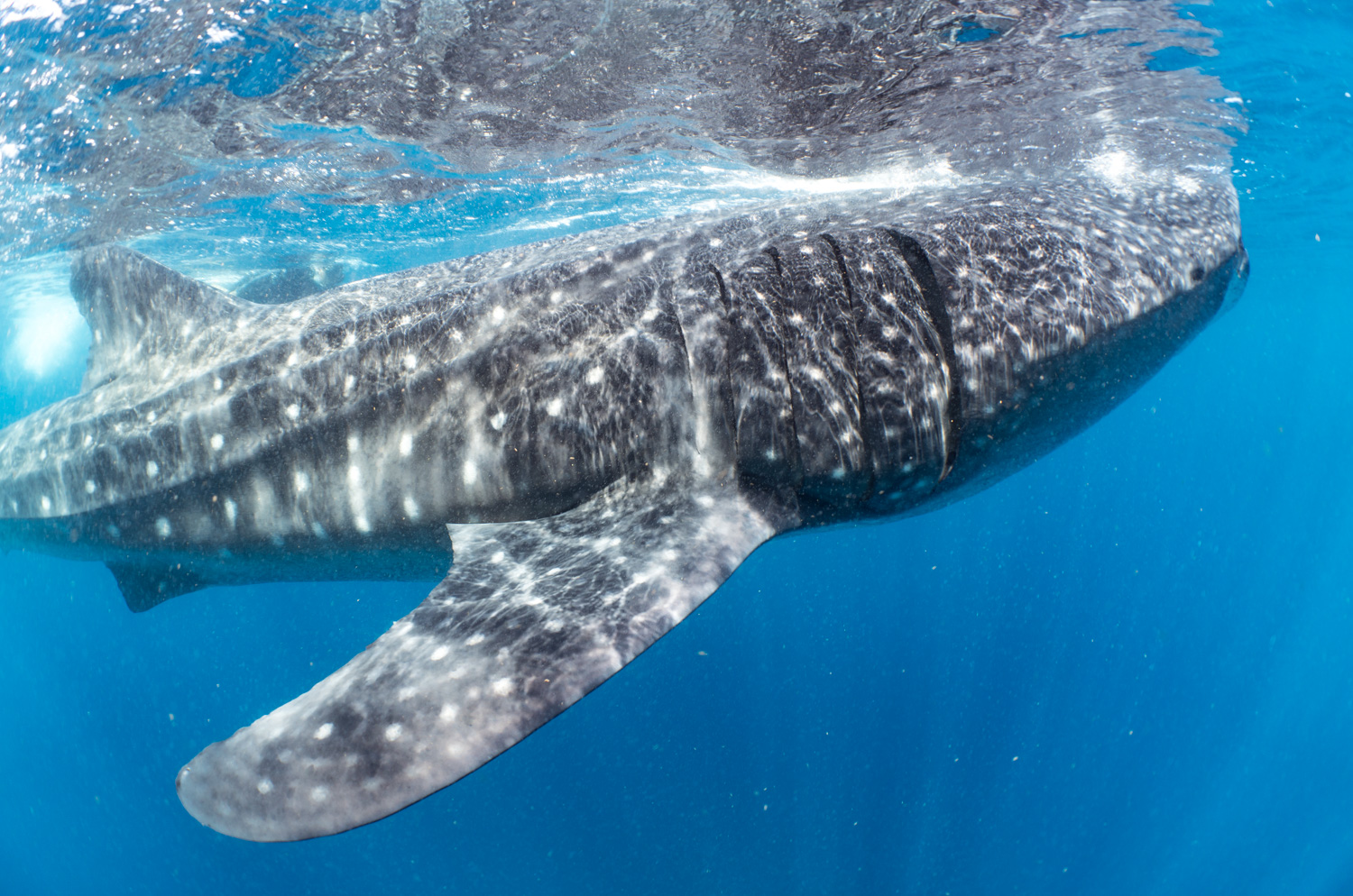 Whale Sharks off the coast of Isla Mujeres, Mexico