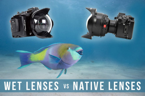 Native Lenses vs. Wet Lenses for Underwater Photography