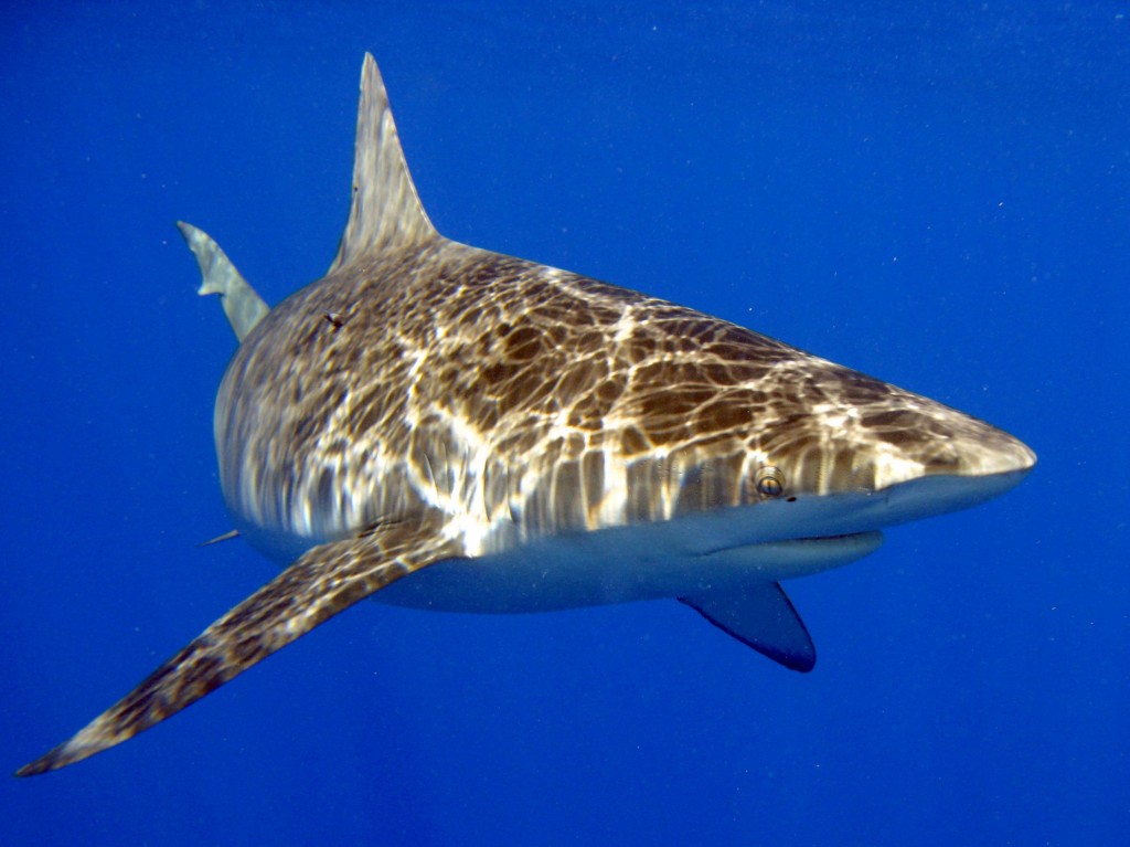 Carcharhinus galapagensis - Taken with a Canon A650