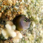 Blenny taken with a Sony RX100 III and +10 closeup lens.