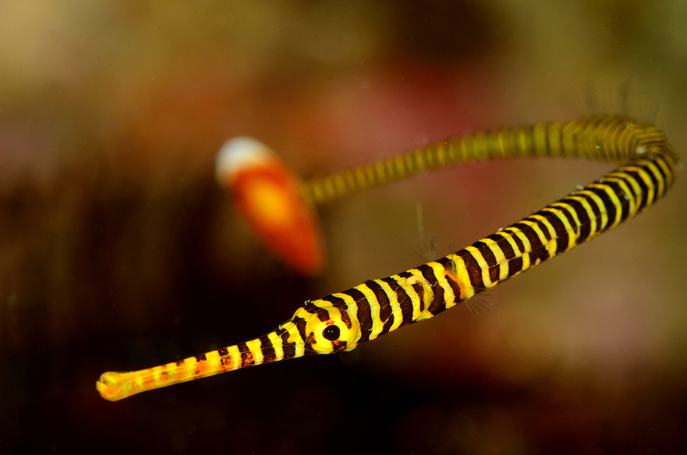 © Òscar Miralpeix | Banded pipefish Komodo National park, Indonesia Nikon D7000 Nikkor 105 Two Sea&Sea 250P strobes