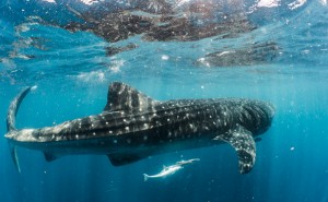 Whale Sharks Isla Mujeres Sony A6300