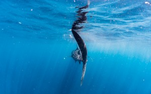 Whale Sharks Isla Mujeres Sony A6300
