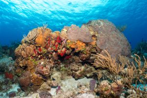 Cozumel Wide Angle Coral Reef