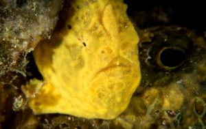 Cozumel G7X Mark II Frog Fish